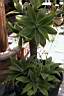 AGAVE ATTENUATA.jpg